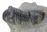 Phacopid (Adrisiops) Trilobite With Paralejurus #287366-8